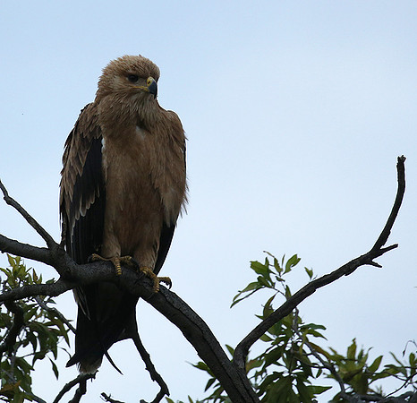 Tawny eagle - Masaï Mara