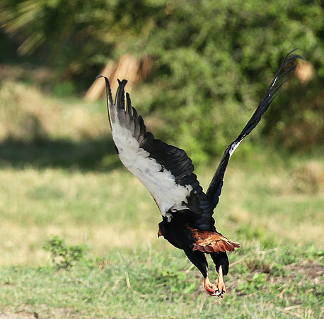 Bateleur - Meru NP