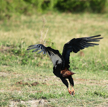 Bateleur - Meru NP
