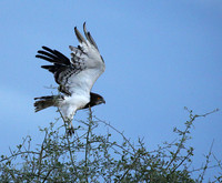 Black-chested snake eagle - Meru NP
