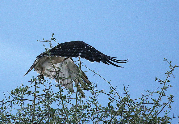 Black-chested snake eagle - Meru NP