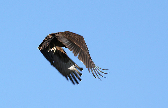 Tawny eagle - Masaï mara