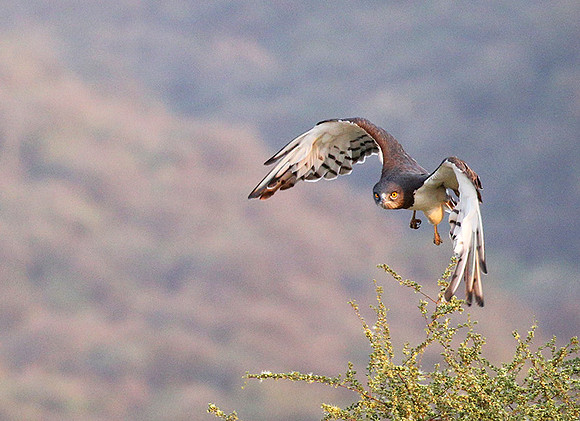 Black-chested snake eagle (South Rift Valley)
