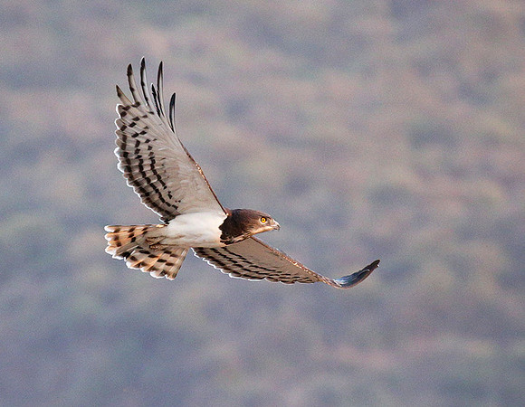 Black-chested snake eagle (South Rift Valley)