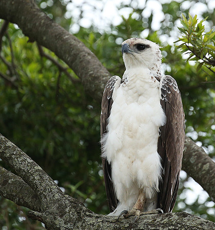 Juvenile martial eagle - Masaï Mara