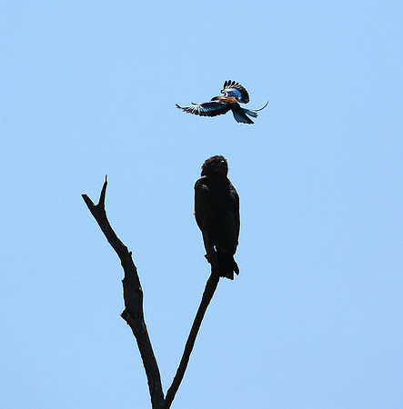 Brown snake eagle attacked by a roller - Masaï Mara