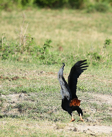 Bateleur - Meru NP