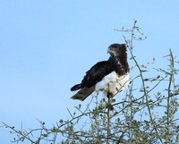Black-chested snake eagle - Meru NP