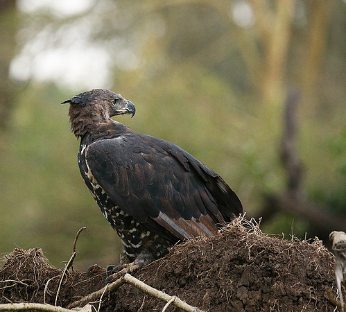 African crowned eagle - Laikipia