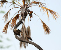 Tawny eagle - Meru NP