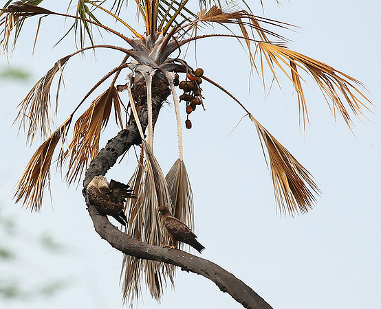 Tawny eagle - Meru NP