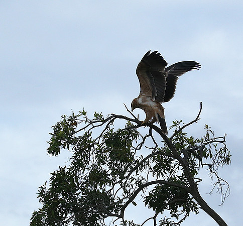 Tawny eagle - Masaï Mara