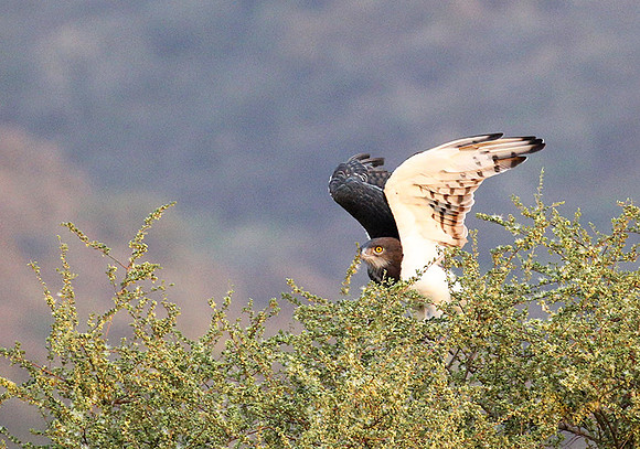 Black-chested snake eagle (South Rift Valley)