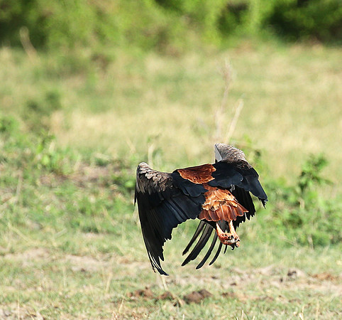 Bateleur - Meru NP