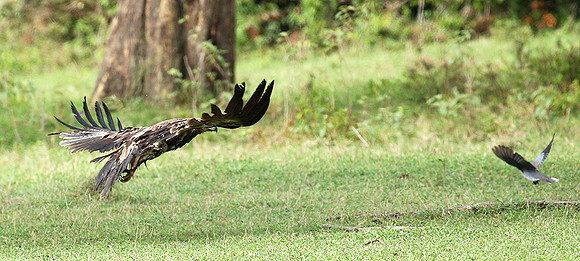 Steppe eagle - Laikipia