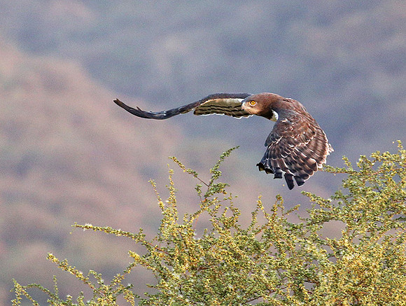 Black-chested snake eagle (South Rift Valley)