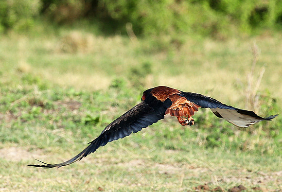 Bateleur - Meru NP