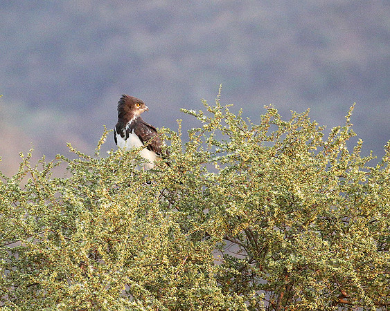 Black-chested snake eagle (South Rift Valley)