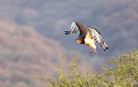 Black-chested snake eagle (South Rift Valley)