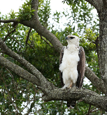 Juvenile martial eagle - Masaï Mara