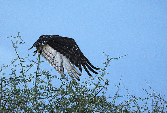 Black-chested snake eagle - Meru NP
