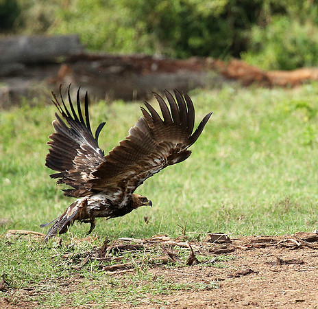 Steppe eagle - Laikipia