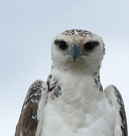 Juvenile martial eagle - Masaï Mara