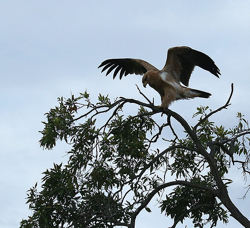 Tawny eagle - Masaï Mara