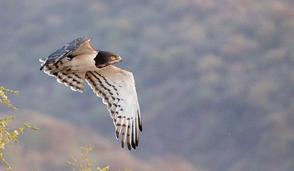 Black-chested snake eagle (South Rift Valley)