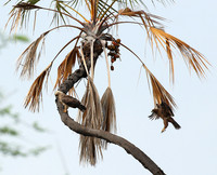 Tawny eagle - Meru NP