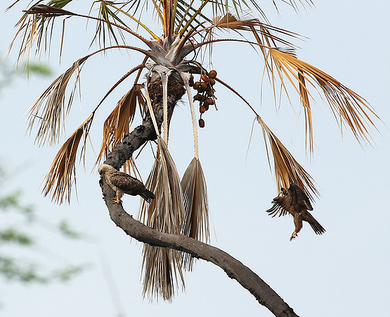 Tawny eagle - Meru NP