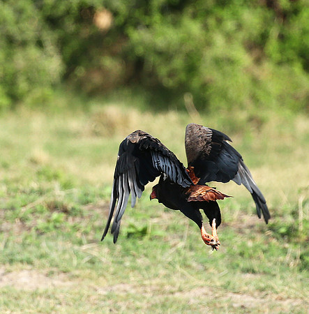 Bateleur - Meru NP