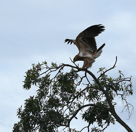 Tawny eagle - Masaï Mara
