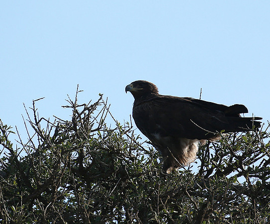 Tawny eagle - Masaï Mara