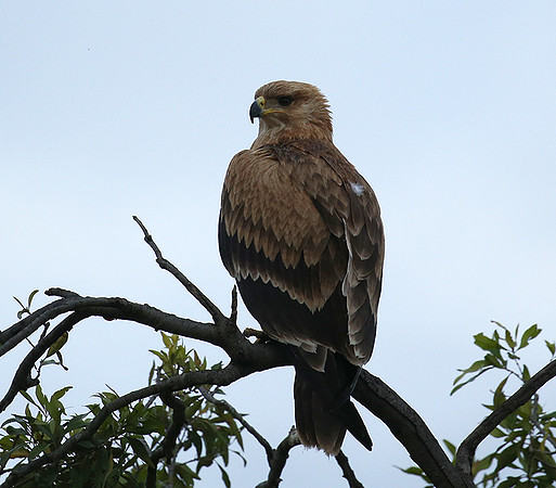 Tawny eagle - Masaï Mara