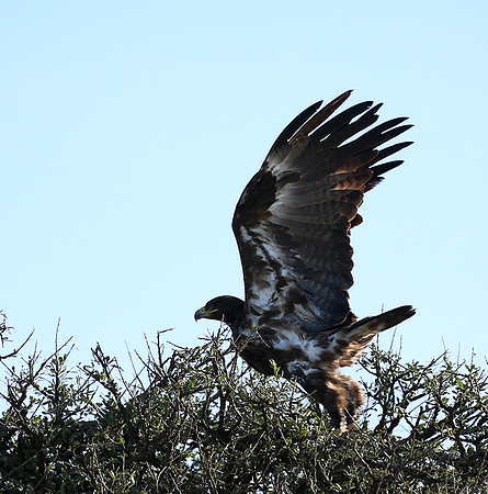 Tawny eagle - Masaï Mara