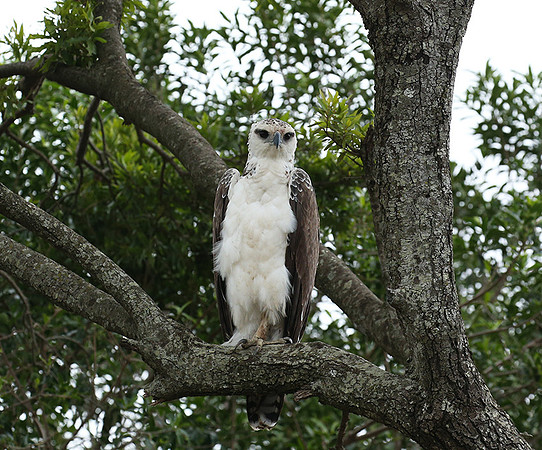 Juvenile martial eagle - Masaï Mara