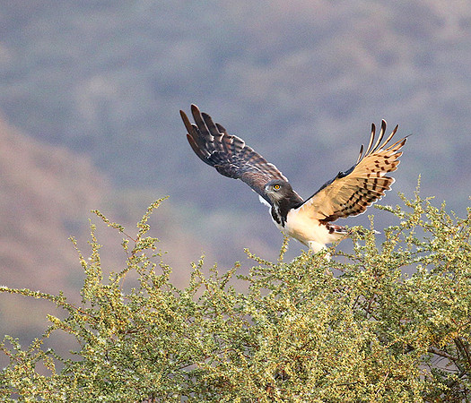 Black-chested snake eagle (South Rift Valley)