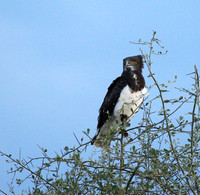 Black-chested snake eagle - Meru NP