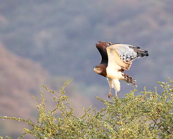 Black-chested snake eagle (South Rift Valley)