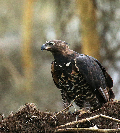 African crowned eagle - Laikipia