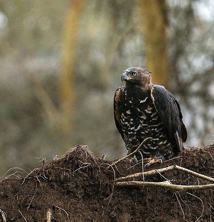 African crowned eagle - Laikipia