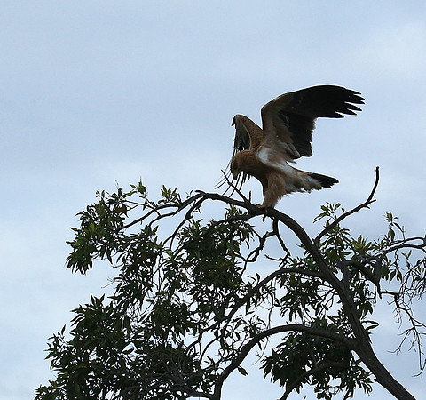 Tawny eagle - Masaï Mara