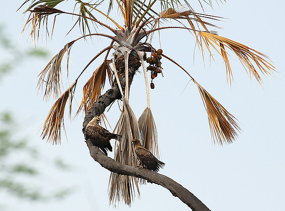Tawny eagle - Meru NP