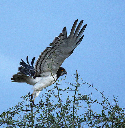 Black-chested snake eagle - Meru NP