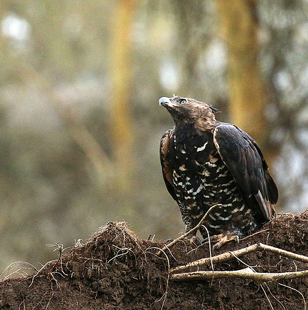 African crowned eagle - Laikipia
