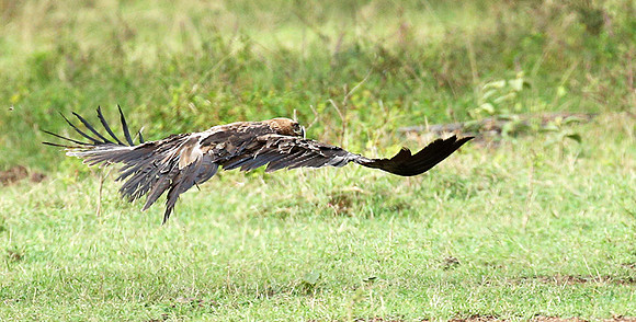 Steppe eagle - Laikipia