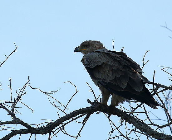 Tawny eagle - Masaï Mara