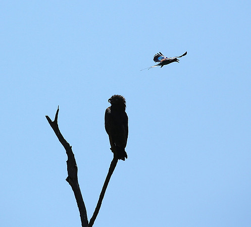 Brown snake eagle attacked by a roller - Masaï Mara