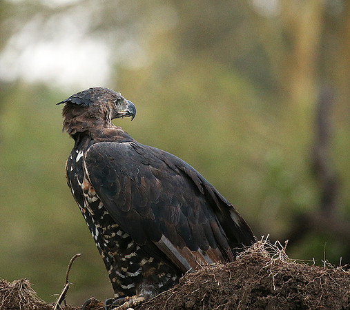 African crowned eagle - Laikipia